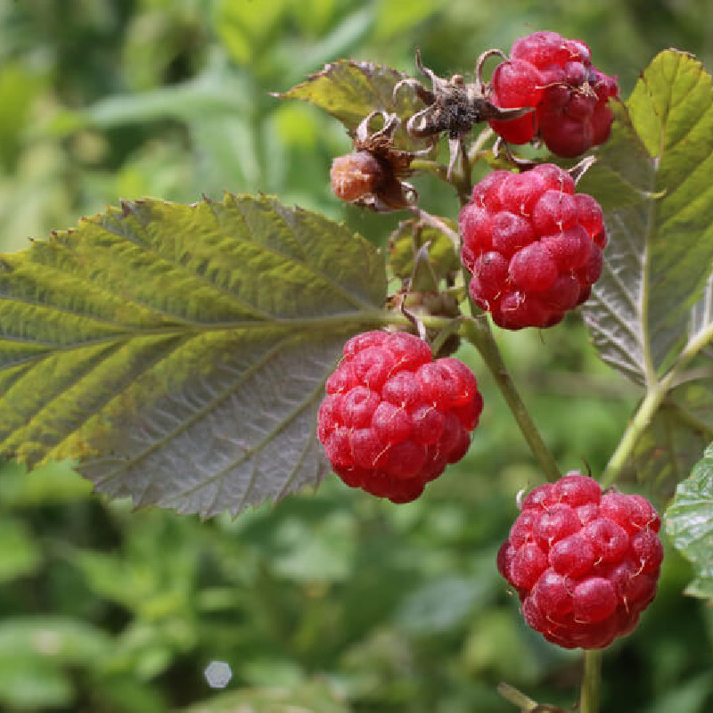 Rubus idaeus ‘Sumo’