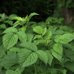 Rubus idaeus ‘Sumo’