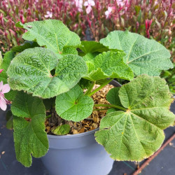 Alcea rosea ‘Chater's Purple‘ - Rose trémière