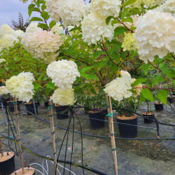 Hydrangea paniculata ‘Polar Bear‘