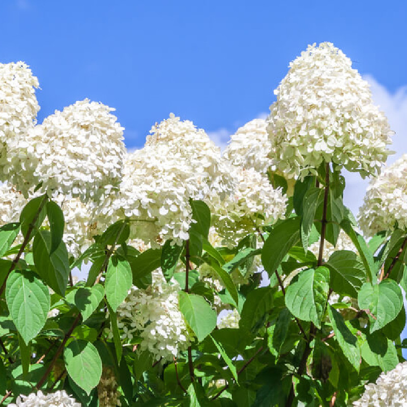 Hydrangea paniculata ‘Polar Bear‘