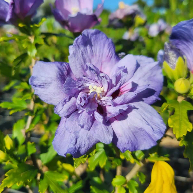 Hibiscus syriacus ‘Blue Chiffon‘