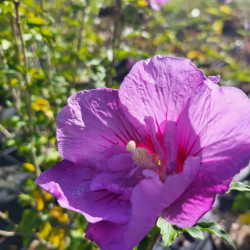 Hibiscus syriacus ‘Lavender Chiffon‘