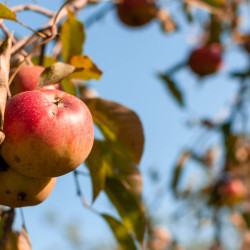 Malus domestica ‘Garden Sun Red