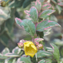 Hypericum moserianum ‘Tricolor’