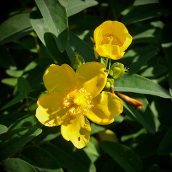 Hypericum hookerianum ‘Hidcote’