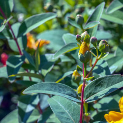 Hypericum hookerianum ‘Hidcote’