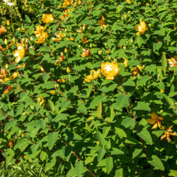 Hypericum hookerianum ‘Hidcote’