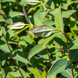 Hypericum hookerianum ‘Hidcote’