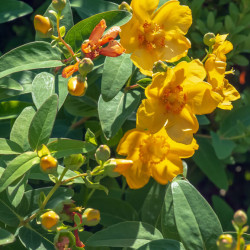 Hypericum hookerianum ‘Hidcote’