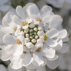 Iberis sempervirens ‘Masterpièce’