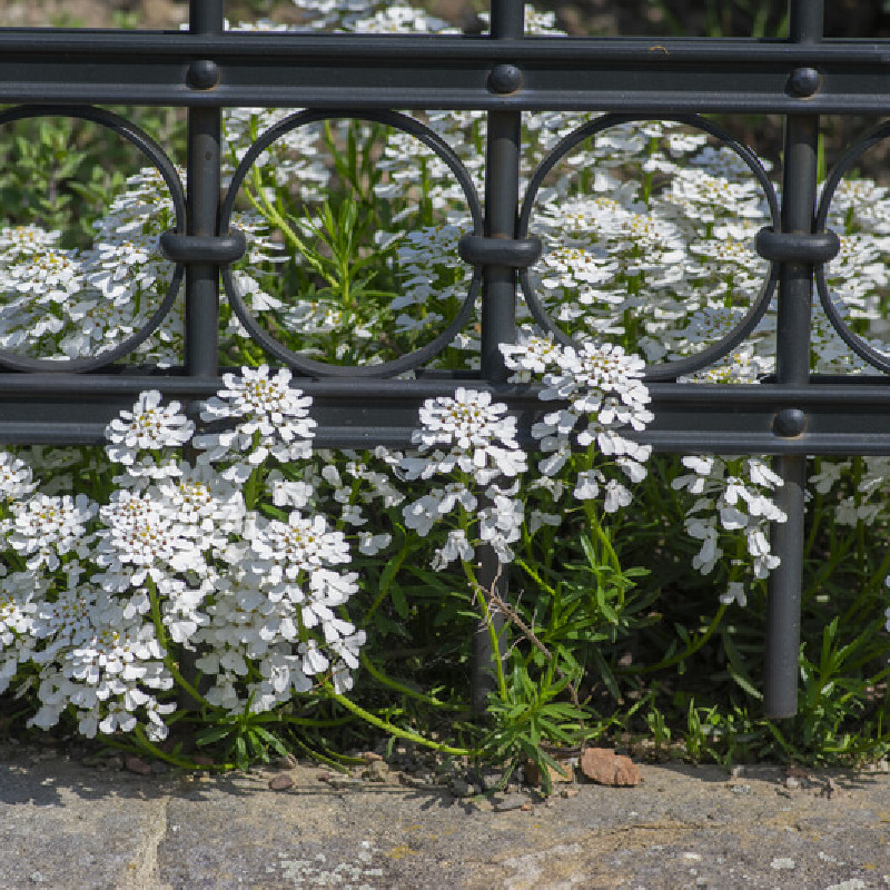 Iberis sempervirens ‘Masterpièce’