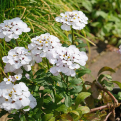 Iberis sempervirens ‘Masterpièce’