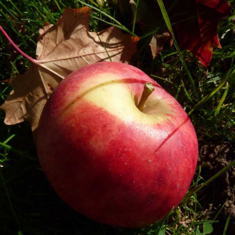 Malus domestica ‘Elstar’