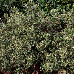 Ilex aquifolium ‘Argenteomarginata‘