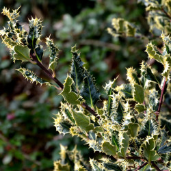 Ilex aquifolium ‘Argenteomarginata‘