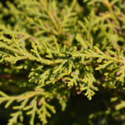 Juniperus × pfitzeriana ‘Old Gold’