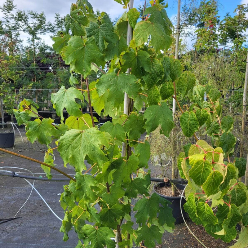 Acer conspicuum Silver Vein