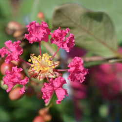 Lagerstroemia indica ‘With Love Kiss‘ ® -  Lilas des Indes