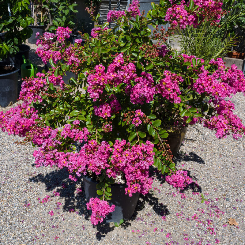 Lagerstroemia indica ‘With Love Kiss‘