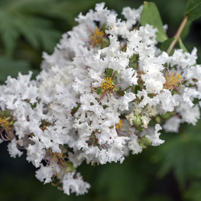 Lagerstroemia indica ‘With Love Virgin‘