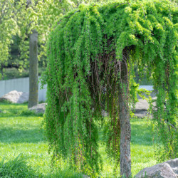 Larix kaempferi ‘Stiff Weeper’