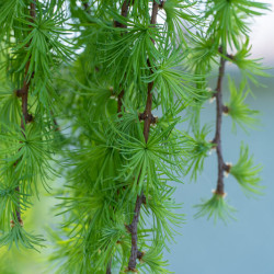 Larix kaempferi ‘Stiff Weeper’