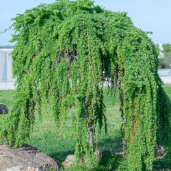 Larix kaempferi ‘Stiff Weeper’