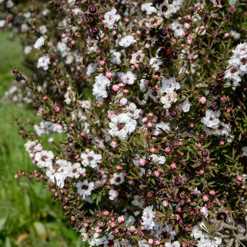 Leptospermum humifusum - Myrte des mers du sud rampante