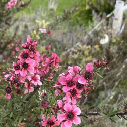 Leptospermum scoparium ‘Wiri Kerry‘