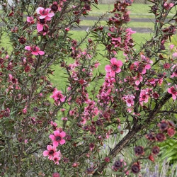 Leptospermum scoparium ‘Wiri Kerry‘