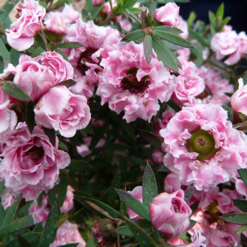 Leptospermum scoparium 'Rose'