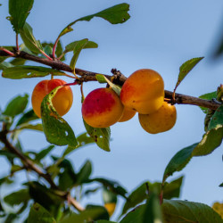 Prunus domestica ‘Mirabelle de Metz’ - Prunier