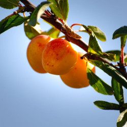 Prunus domestica ‘Mirabelle de Metz’