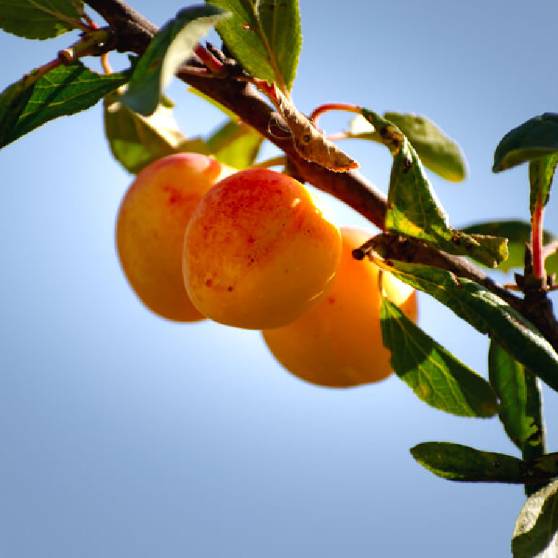 Prunus domestica ‘Mirabelle de Metz’