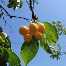 Prunus avium ‘Jaune de Missens’