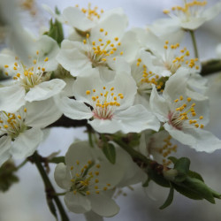 Prunus avium ‘Jaune de Missens’