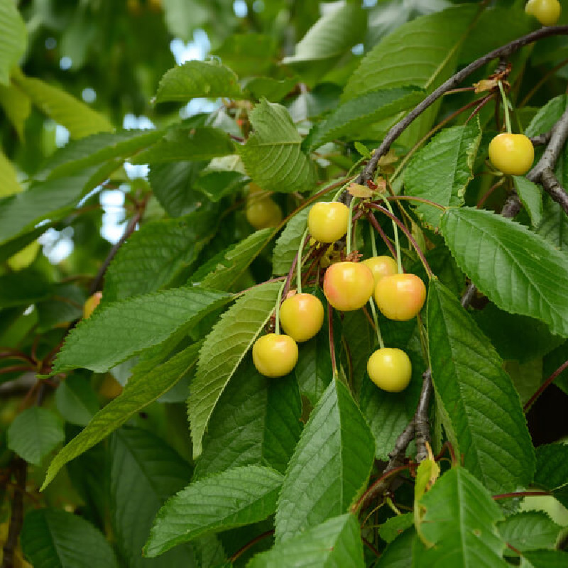 Prunus avium ‘Jaune de Missens’