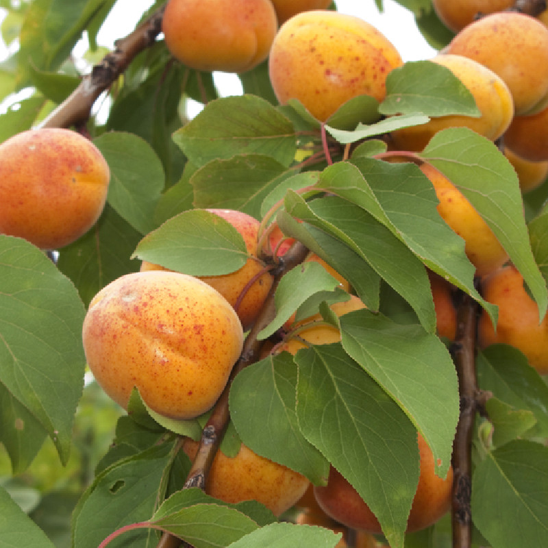 Prunus armeniaca ‘Bergeron’