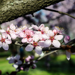 Prunus armeniaca ‘Bergeron’