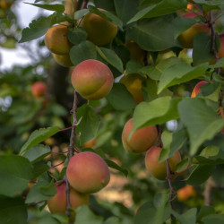 Prunus armeniaca ‘Polonais’