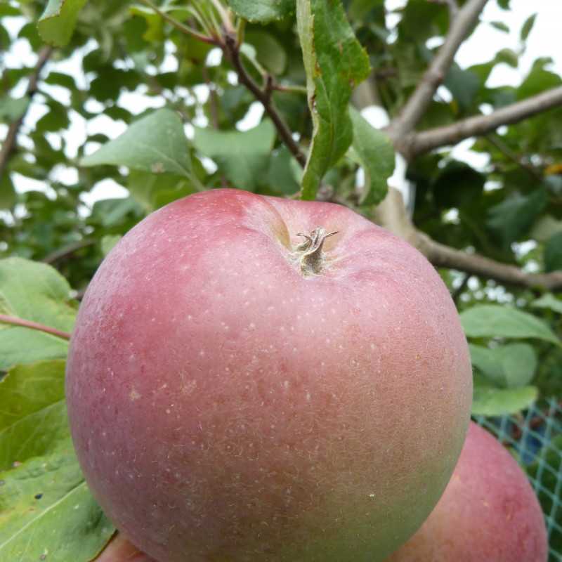 Malus domestica ‘Fuji’ - Pommier