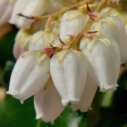 Leucothoe fontanesiana ‘Little Flame’