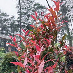 Leucothoe fontanesiana ‘Little Flame’