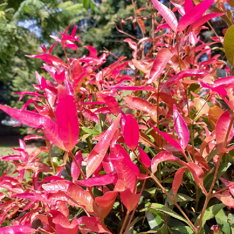 Leucothoe fontanesiana ‘Little Flame’