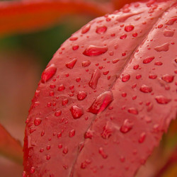 Leucothoe fontanesiana ‘Little Flame’