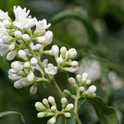 Ligustrum vulgare ‘Atrovirens‘