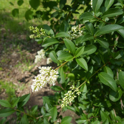 Ligustrum vulgare ‘Atrovirens‘