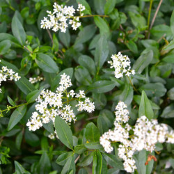 Ligustrum vulgare ‘Atrovirens‘