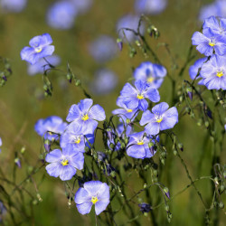 Linum perenne